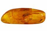 Large Detailed Fossil Beetle (Coleoptera) In Baltic Amber #105488-1